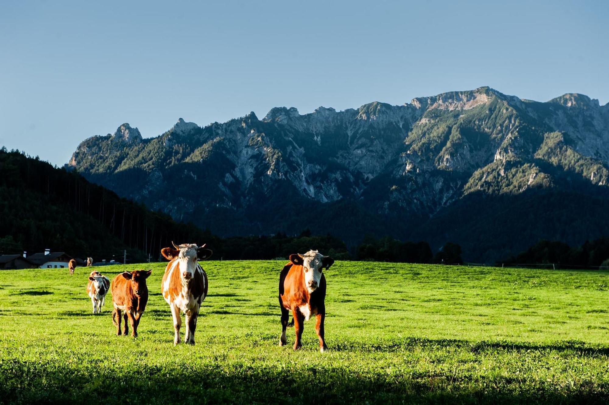 Gasthof Steinerwirt กรอสค์ไมน์ ภายนอก รูปภาพ